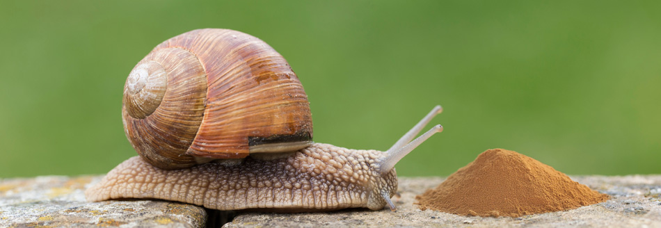 Eine Schnecke steuert geradewegs auf einen Haufen Zimt zu