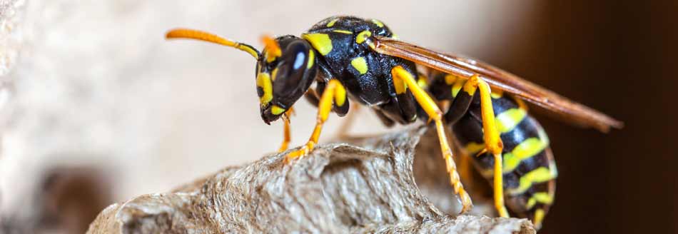 Wespennest entfernen