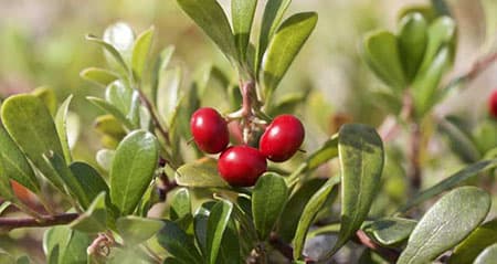 Dieses Obst ist eine: baerentraube