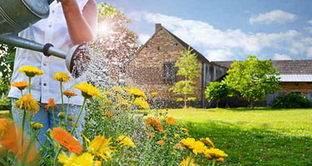 Vorsicht Fehler zum Thema Pflanzen abends gießen