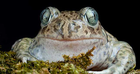 Gibt es die Knoblauchkröte wirklich?