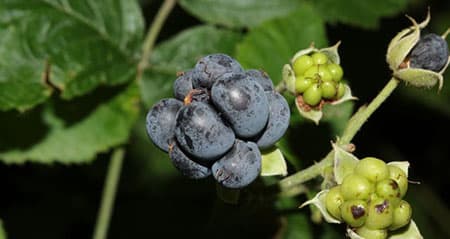 Dieses Obst ist eine: kratzbeere