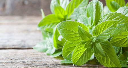 Aus der Kategorie Aha zum Thema minze