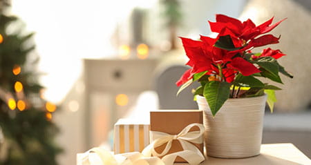 Gewusst wie: weihnachtsstern