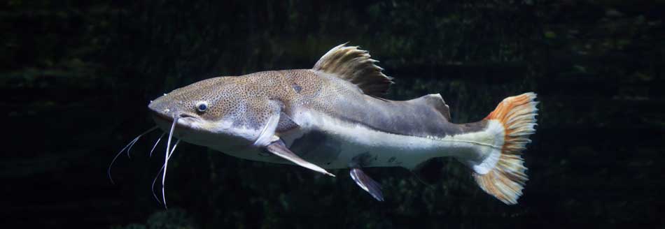 Gibt es den Antennenwels wirklich?