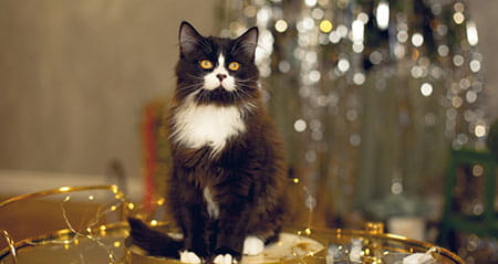 Vorsicht Fehler zum Thema Katzen und Lametta