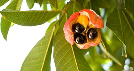 Dieses Obst ist eine: akee