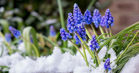 Aus der Kategorie Aha zum Thema eisheilige