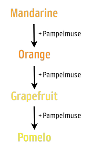Stammbaum der Pampelmusen-Familie