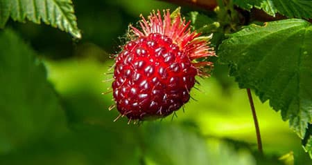 Dieses Obst ist eine: lachsbeere