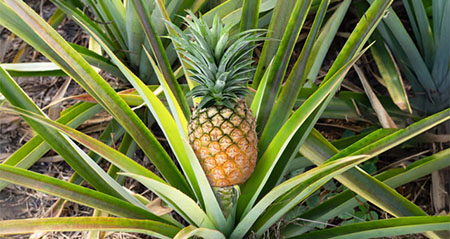 Was stimmt und was nicht zum Thema wächst die Ananas an einem Baum oder Strauch