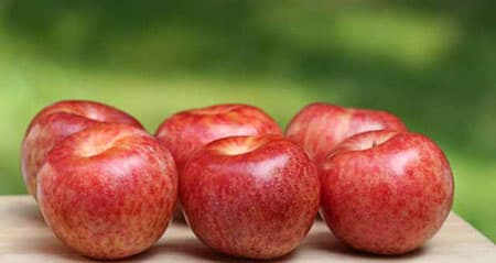 Dieses Obst ist eine: pluot