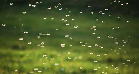 Was stimmt und was nicht zum Thema viele Mücken nach warmen Winter