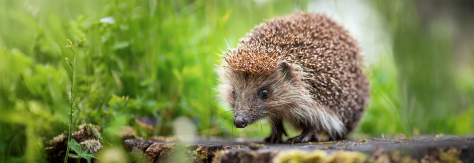 Am 2.2. ist der internationale Tag des Igels