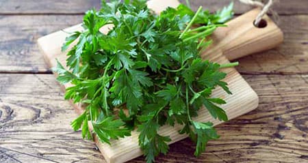 Koriander schmeckt nicht: Ein Bund Koriander auf einem Holzbrett