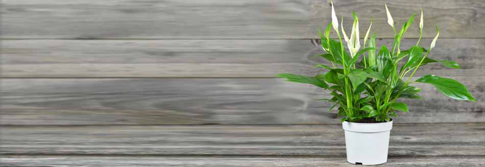 Pflanzen für dunkle Orte: Ein Einblatt steht im weißen Blumentopf vor Holz