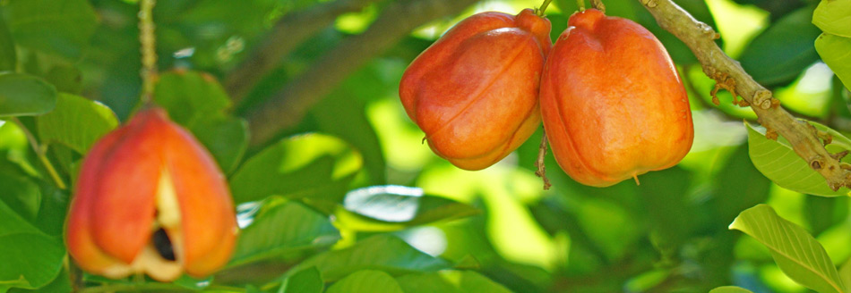 Mehrere Akees hängen am Baum und reifen vor sich hin.
