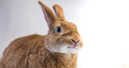 Aus der Kategorie Aha zum Thema unterschied hase kaninchen