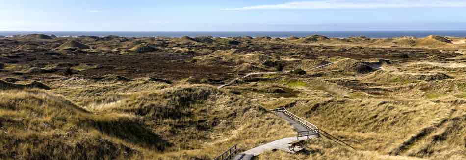 Dünenlandschaft auf Amrum