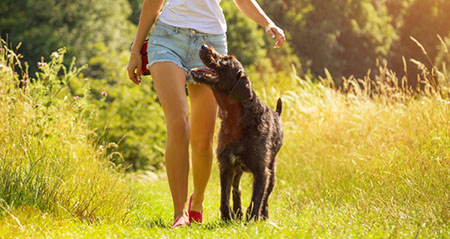 Mit einer Eispinzette gegen Zecken: Eine Frau geht mit ihrem Hund spazieren