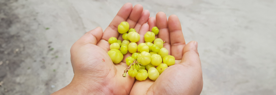 Die Baumstachelbeere ist klein, aber fein