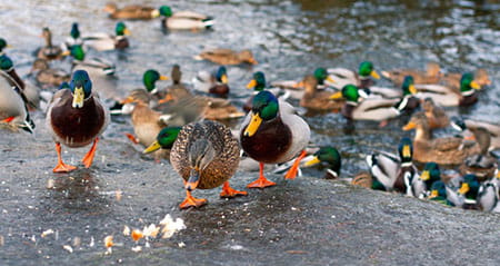 Vorsicht Fehler zum Thema Enten Brot füttern