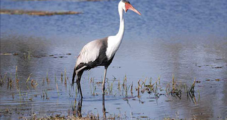 Gibt es den Klunkerkranich wirklich?