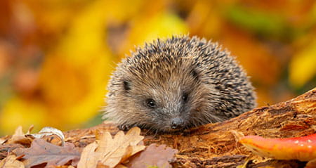 Gewusst wie: igeln beim überwintern helfen