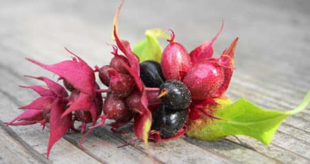 Dieses Obst ist eine: karamellbeere