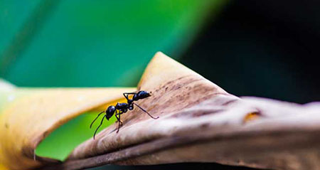 Gibt es die Gewehrkugelameise wirklich?