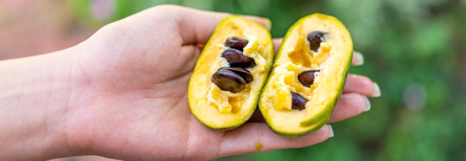 Aufgeschnittene Pawpaw