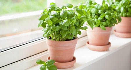 Gewusst wie: hefe im basilikum