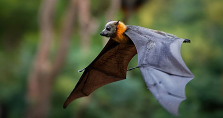 Was stimmt und was nicht zum Thema sind fledermäuse wirklich blind