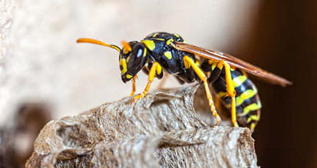 Vorsicht Fehler zum Thema Wespennest entfernen