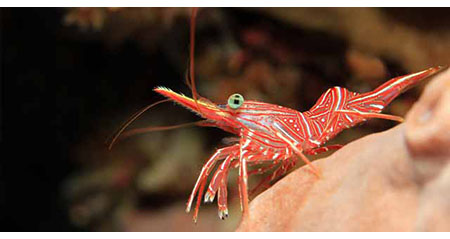 Eine Tanzgarnele sitzt und guckt