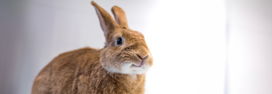 Hase und Kaninchen: Was ist der Unterschied?