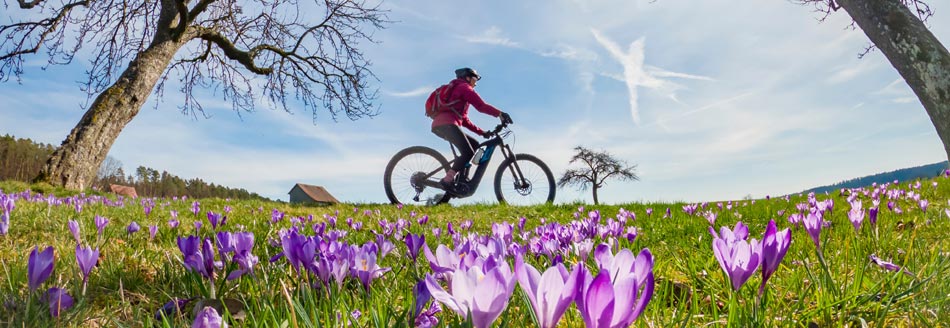 Krokusse sind die ersten Farbtupfen im Frühling, aber leider giftig