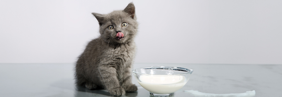 Eine kleine Katze trinkt laktosefreie Milch