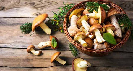 Gewusst wie: pilze putzen