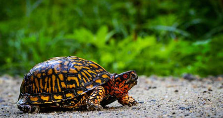 Gibt es die Dosenschildkröte wirklich?