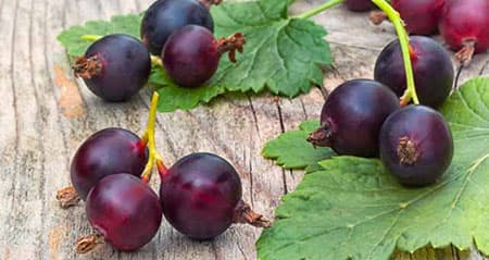 Dieses Obst ist eine: jostabeere