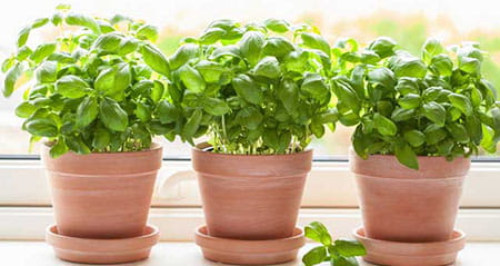 Gewusst wie: basilikum schneiden