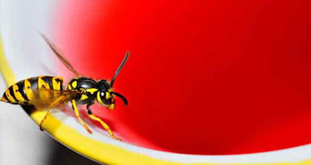Gewusst wie: wespen vertreiben
