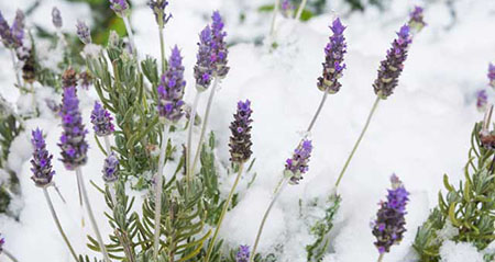 Aus der Kategorie Aha zum Thema pflanzen ueberwintern